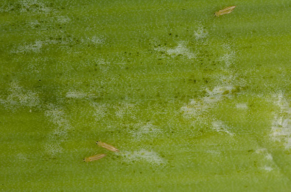Onion thrips (Thrips tabaci)