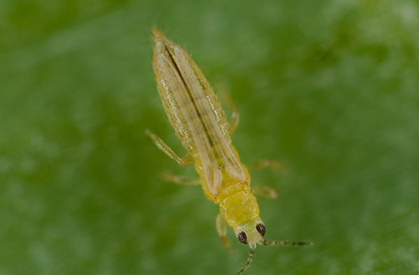 Onion thrips (Thrips tabaci)